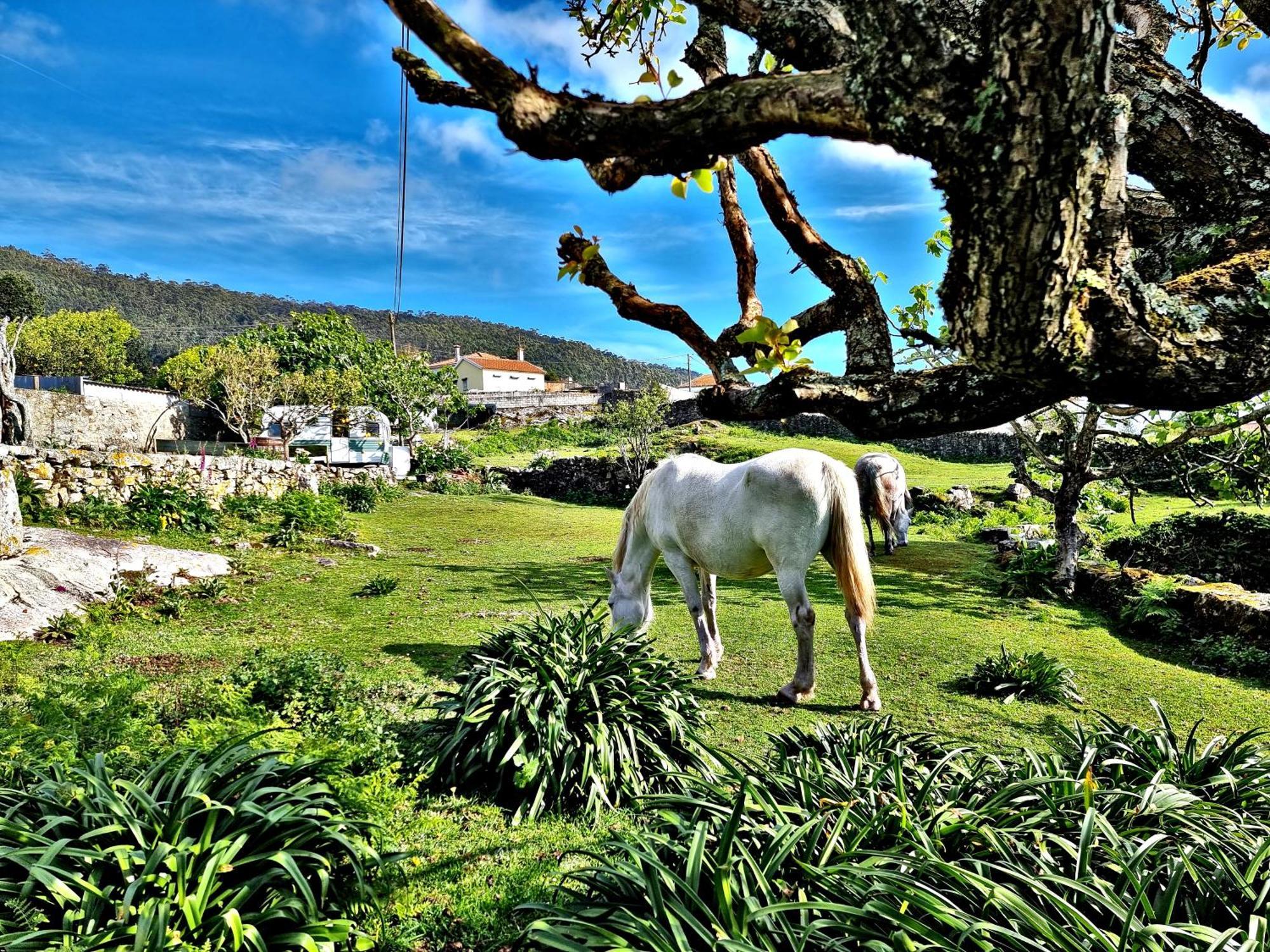 Albergue Casa Do Sardao Carreco Dış mekan fotoğraf